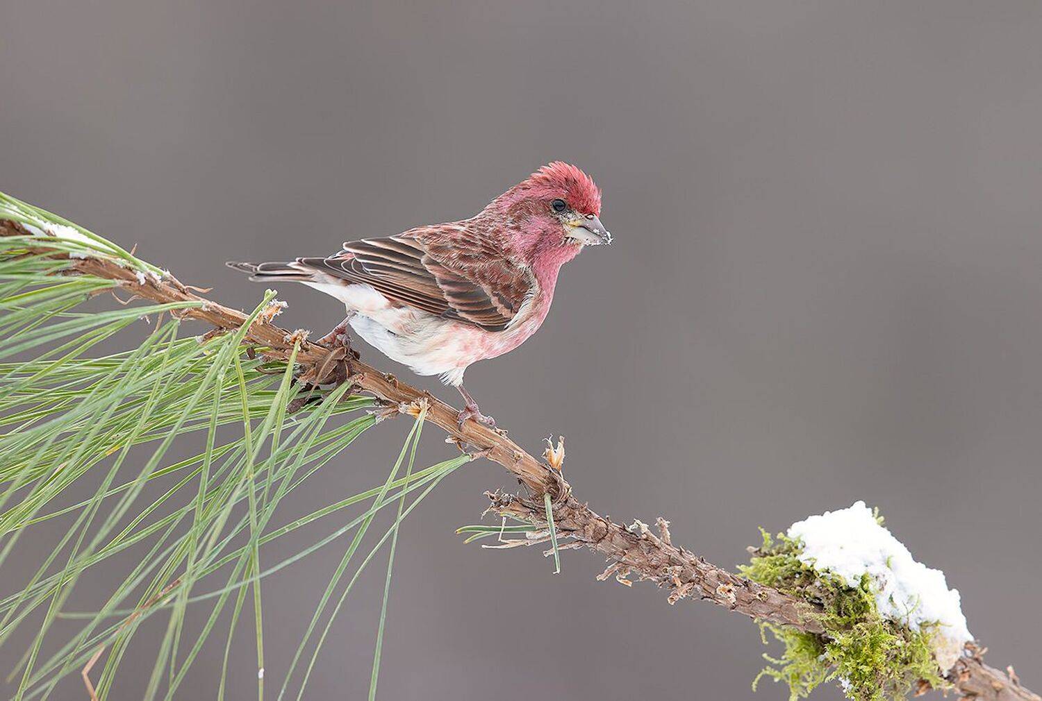 purple finch, пурпурная чечевица, чечевица, зима, Elizabeth Etkind
