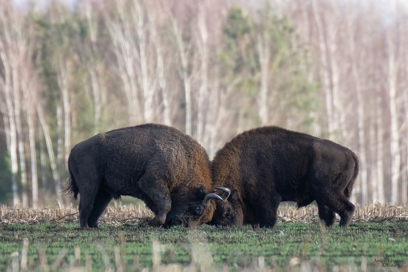 MMA żubrów фото превью