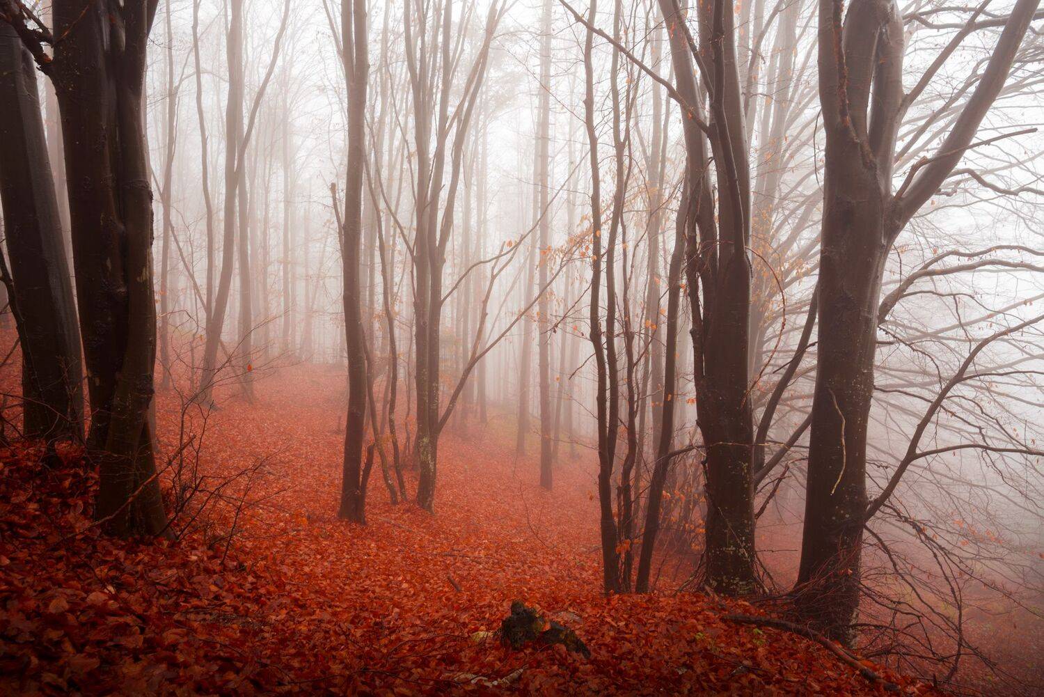 , Mariyana Atanasova - Lucero