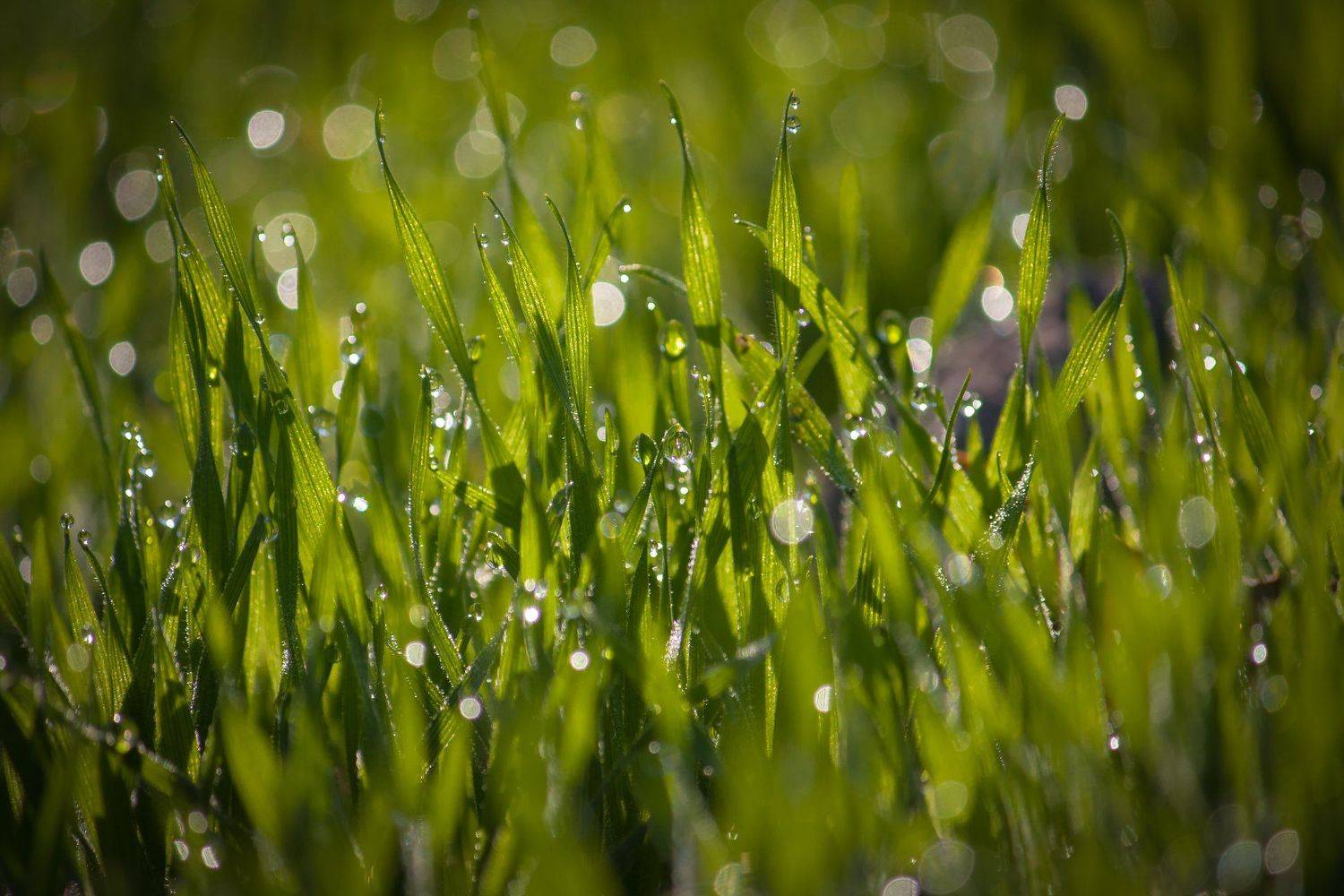 , Алёна Данильчук