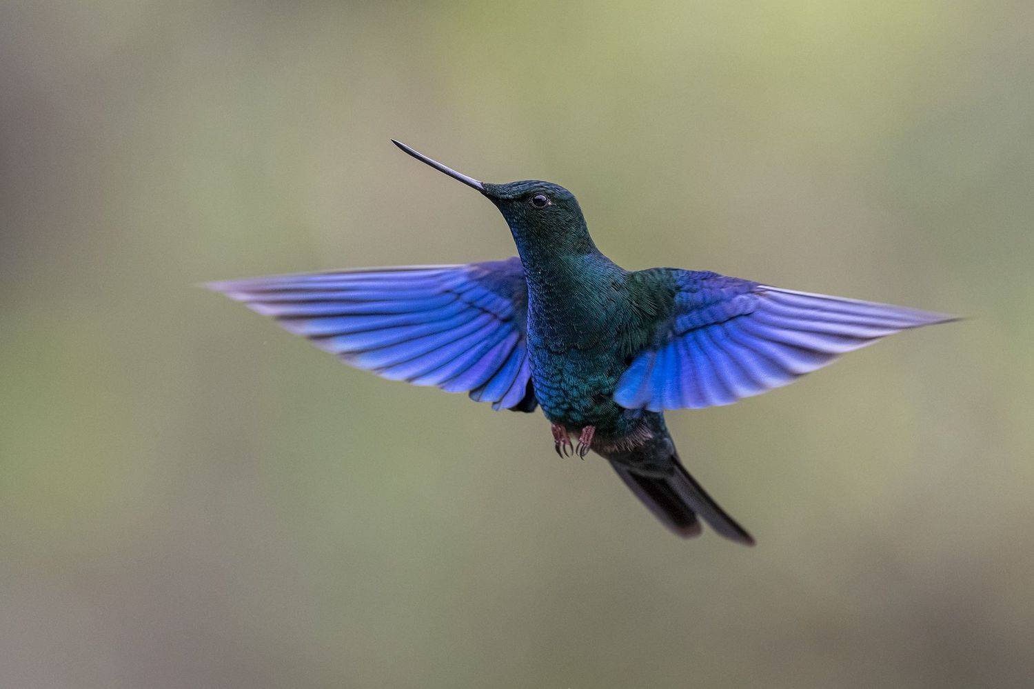 , Fernando Burgalin Sequeira