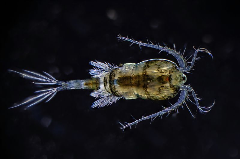 Copepod фото превью