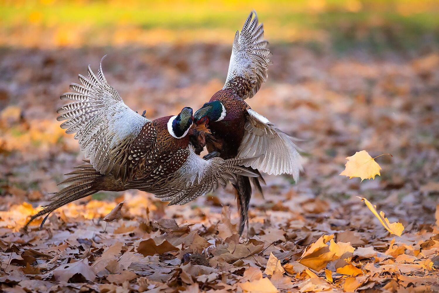 Attack. Автор: Robert Adamec , Robert Adamec