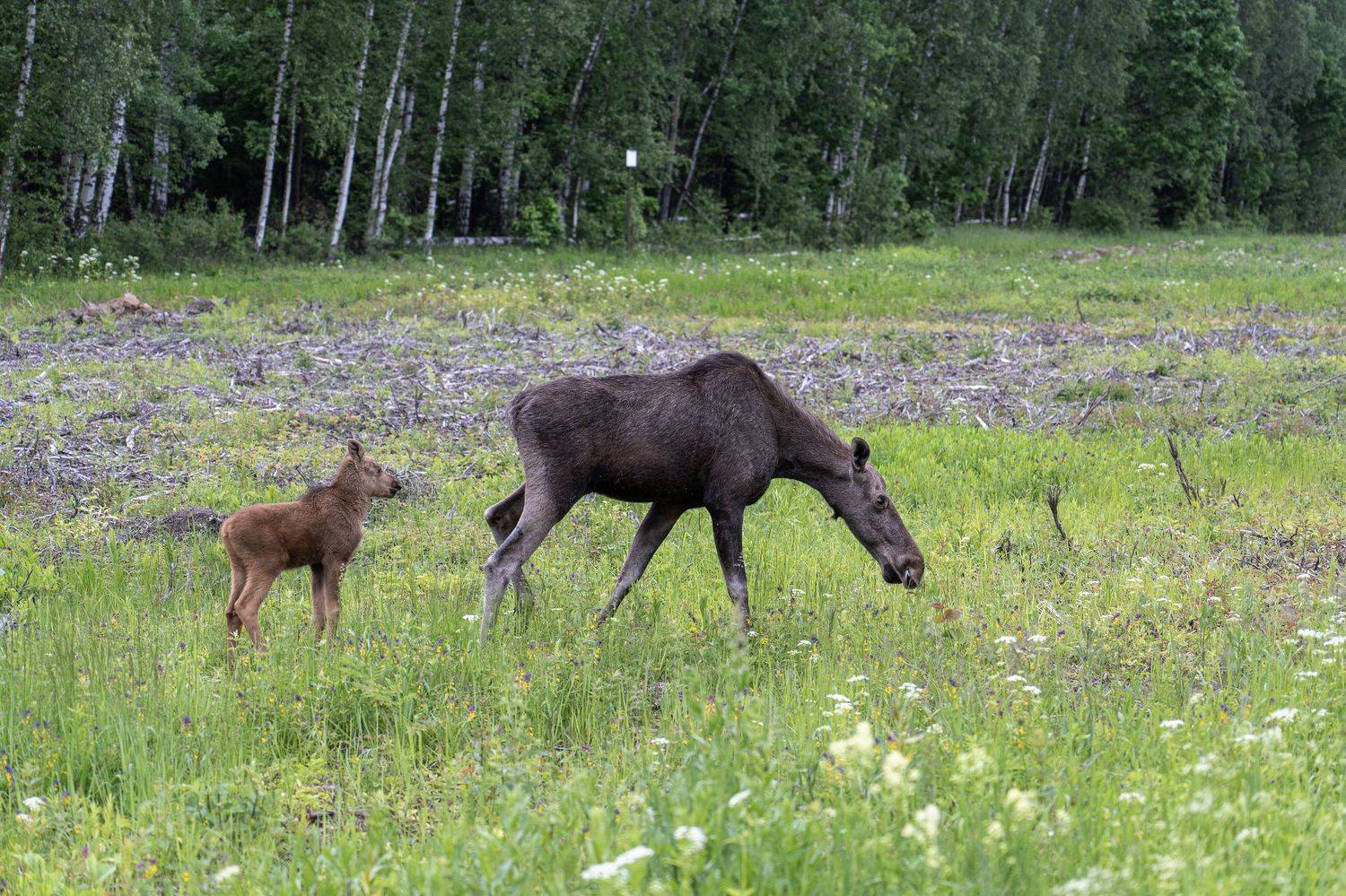 лось, лосенок, Баландин Дмитрий