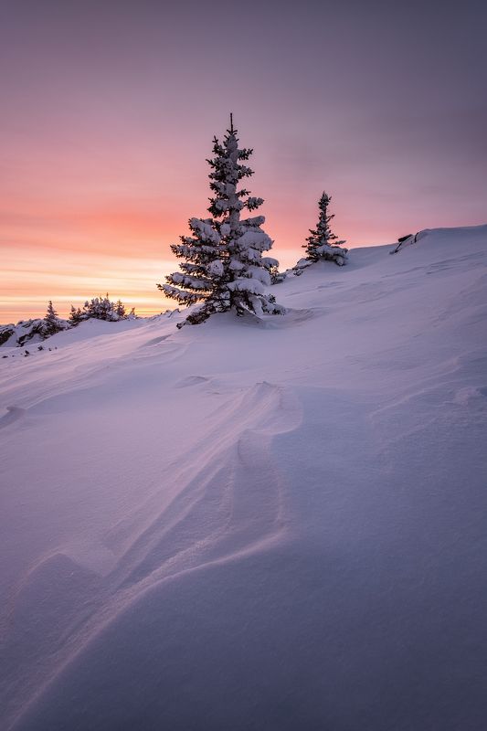уреньга, урал, южный урал, закат, зима В снегу родилась елочка фото превью