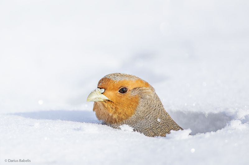 Серая куропатка фото превью