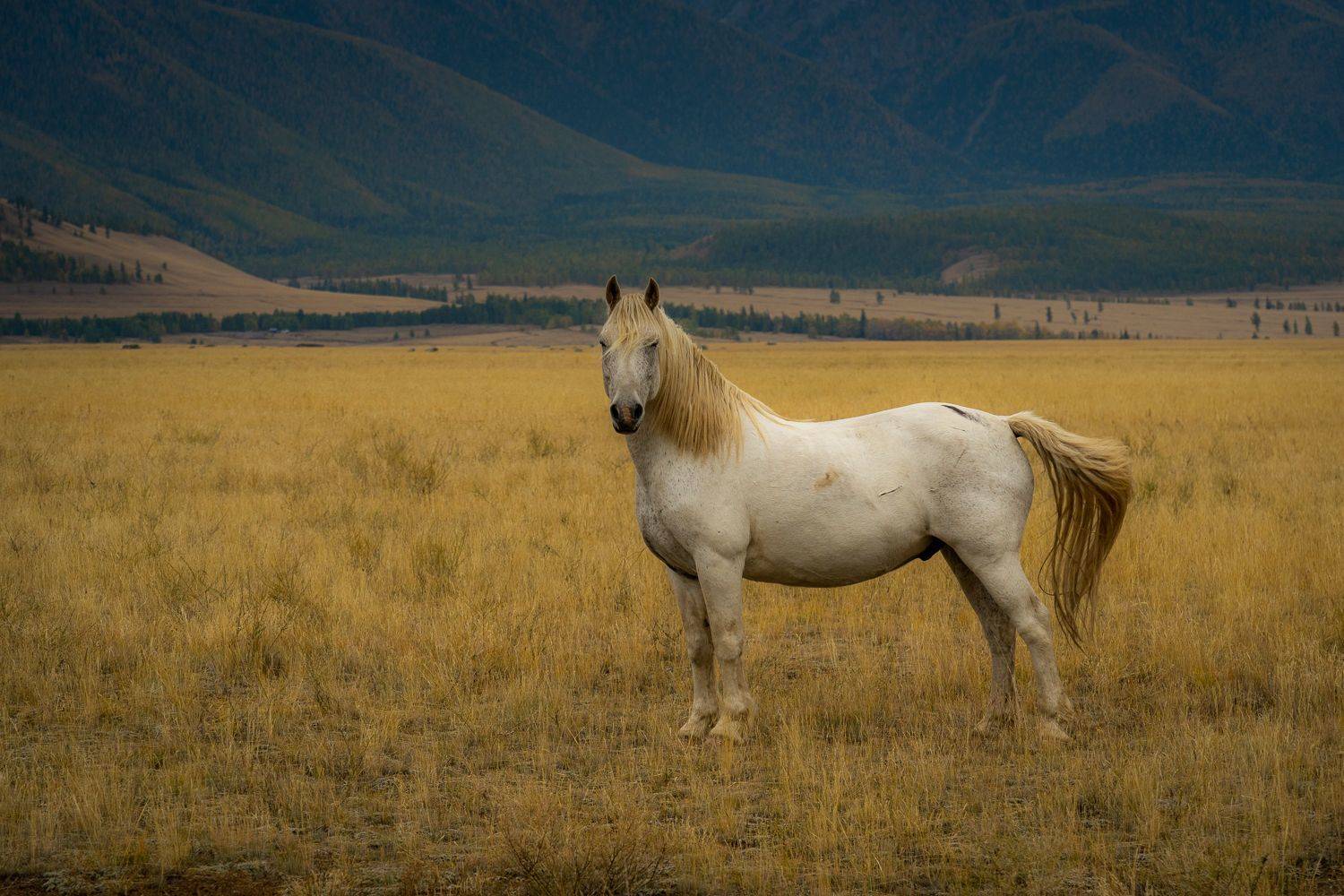 horse, mountains, altai, Maria Pochikaeva