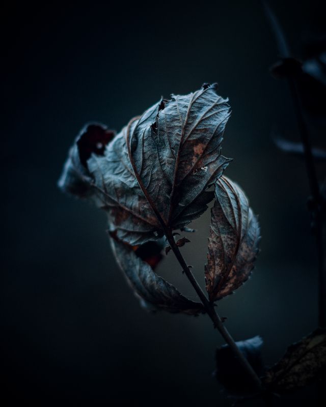 сумерки фото превью