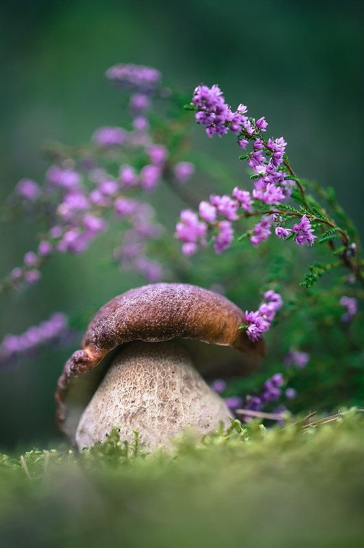 Вересковый боровичок фото превью
