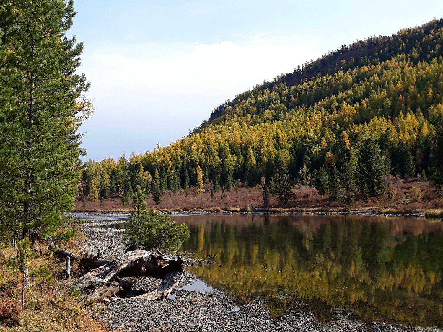 природа,осень,алтай,рекамульта,деревья, Галина Козлова