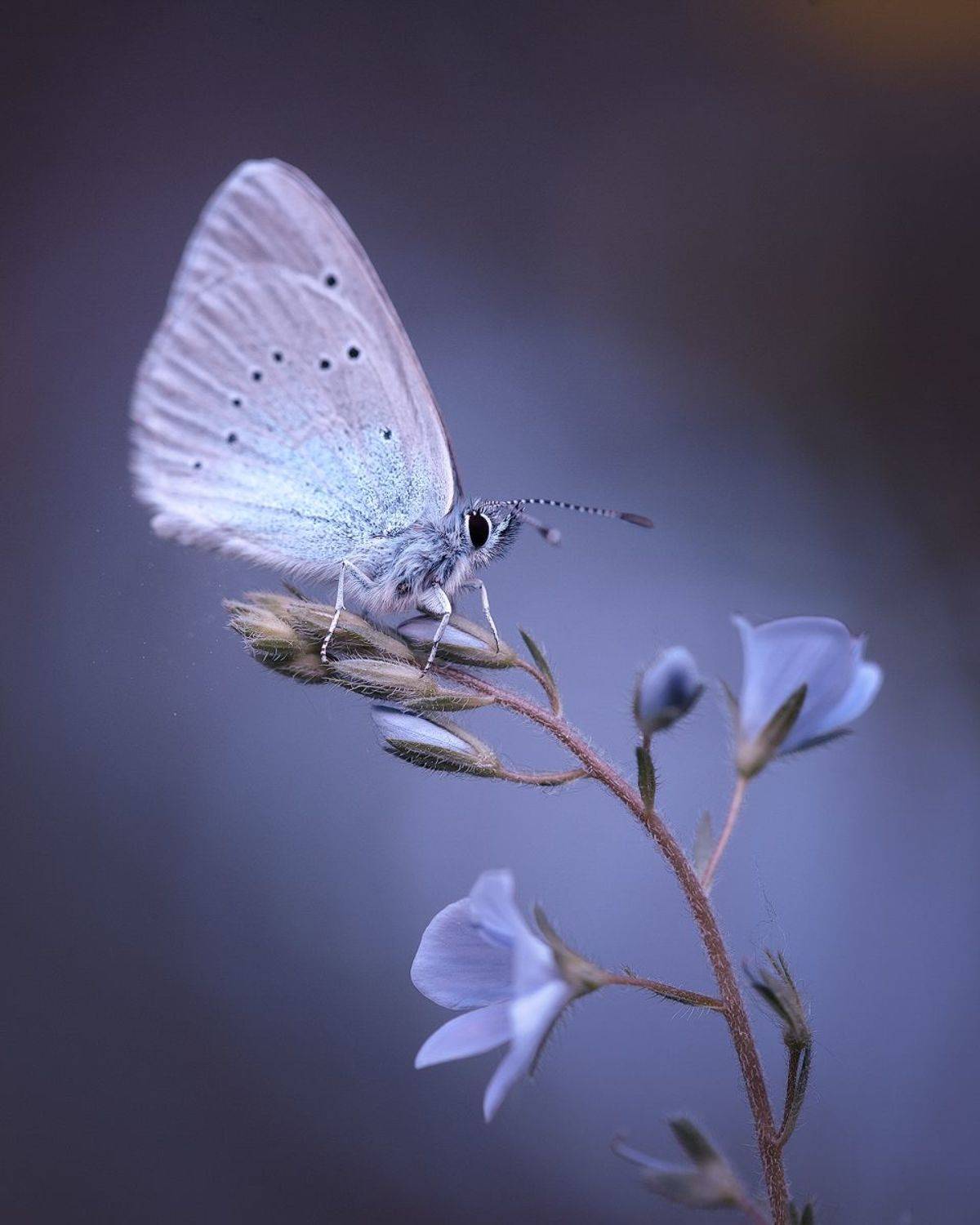 нежность, бабочка, весна, май, цветок, веро́ника дубра́вная, тишина, гармония, жизнь,, Александр Чорный