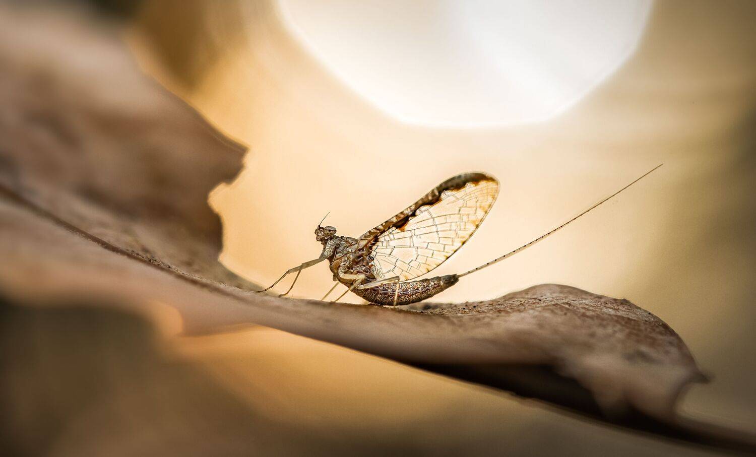 insect, beetle, mayfly, fly, leaf, fall, autumn, bug, bugs, leaf, grass, macro, spring, love,, Atul Saluja