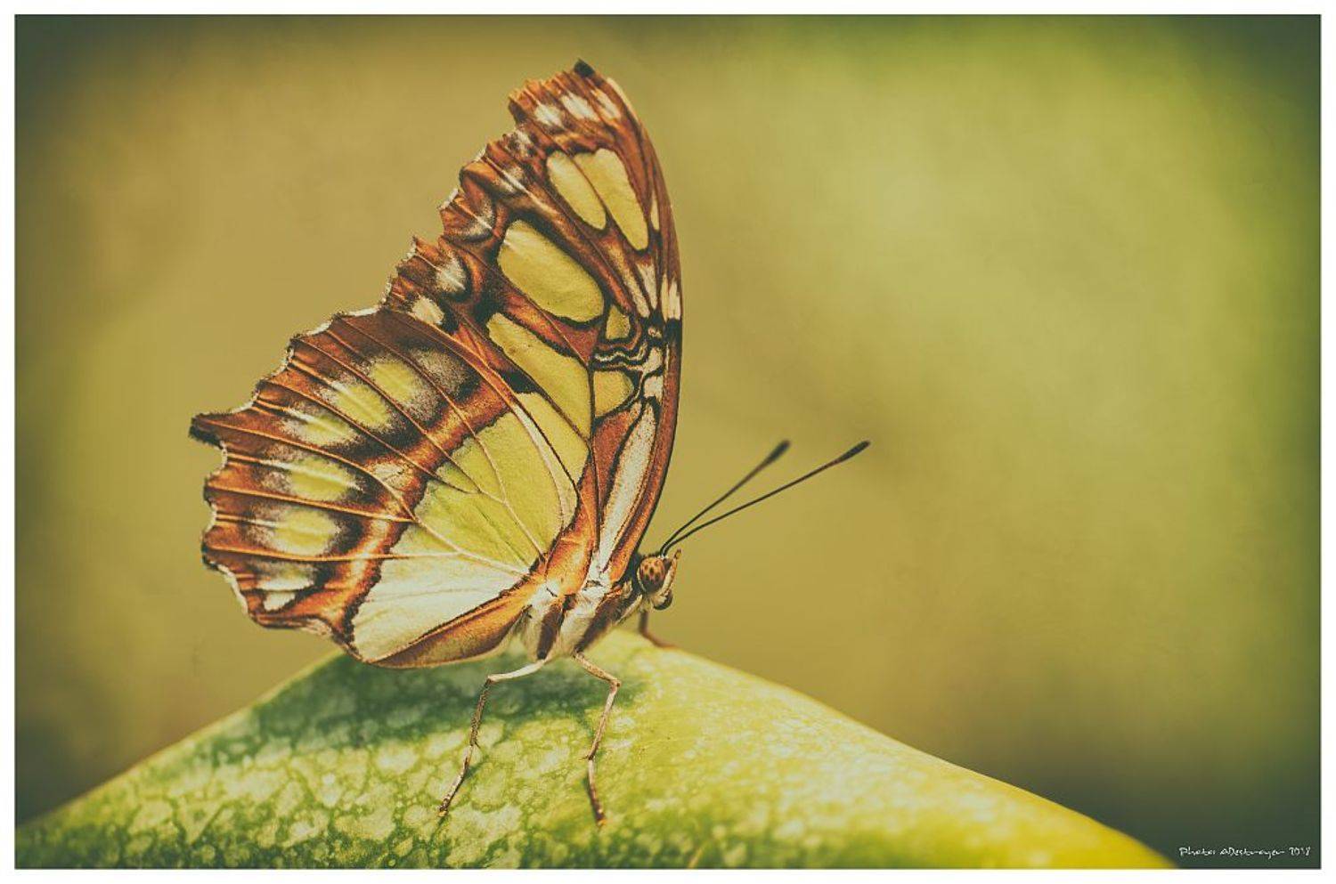 macro. nature, butterfly, close up, Ryszard Lal