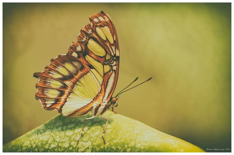 macro. nature, butterfly, close up As The Dawn Breaks фото превью