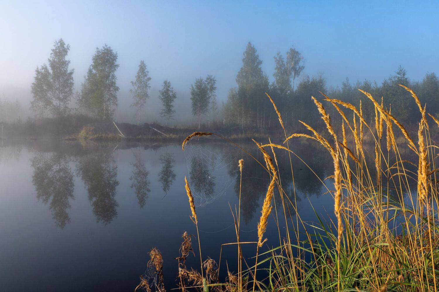 рассвет, туман, паутина, травинки, березы, отражение, вода, озеро, Баландин Дмитрий