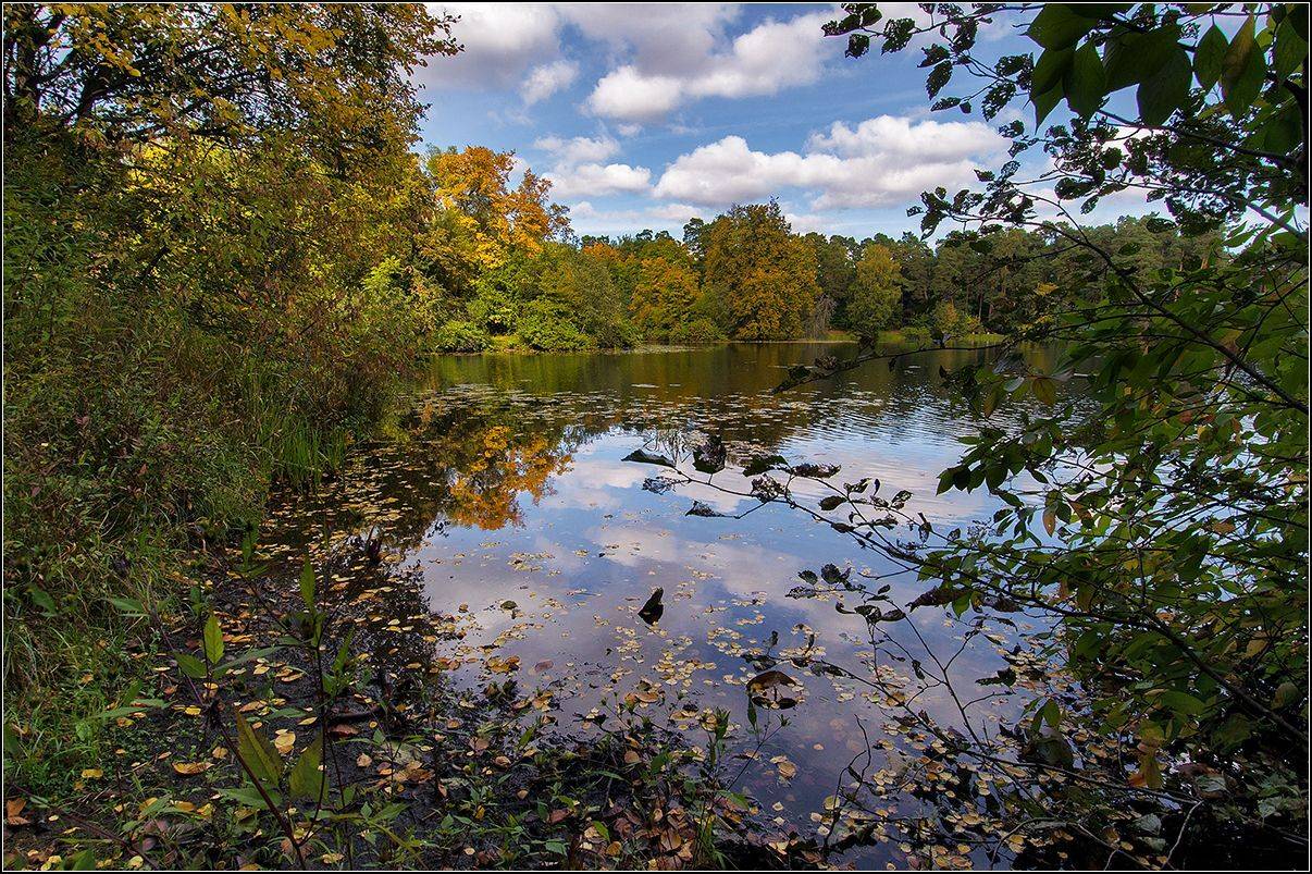 москва, осень, озеро, лес, отражение, АНАТОЛИЙ ДОВЫДЕНКО