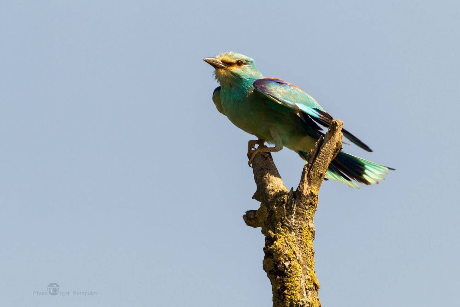 синяя птица, сизоворонка, птичка, природа,  coracias garrulus, ракша, рогатка, катапульта, краснодарский край, тамань, фотоохота, воздух, на ветру,  перед полётом,  вид,   концепт,, Игорь Сарапулов