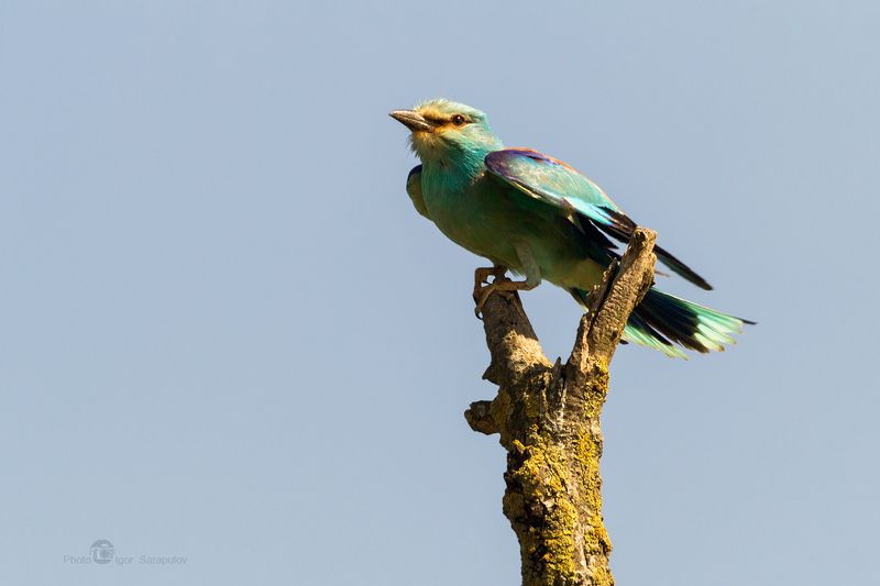 синяя птица, сизоворонка, птичка, природа,  coracias garrulus, ракша, рогатка, катапульта, краснодарский край, тамань, фотоохота, воздух, на ветру,  перед полётом,  вид,   концепт, Катапульта для сизоворонки фото превью