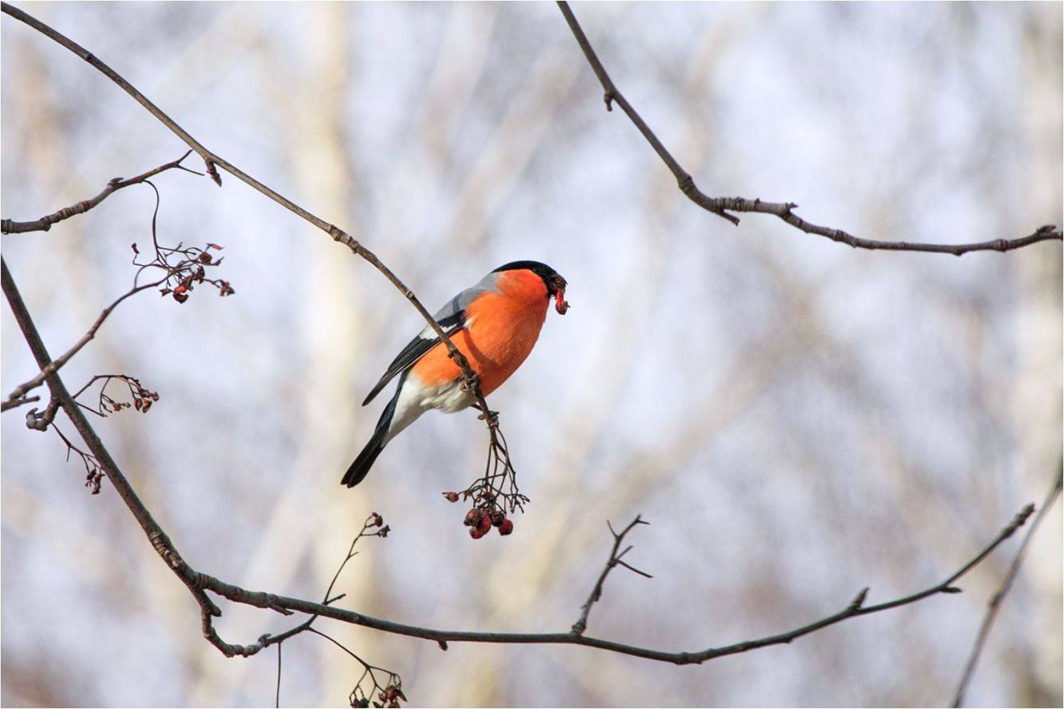 снегирь, КарОл