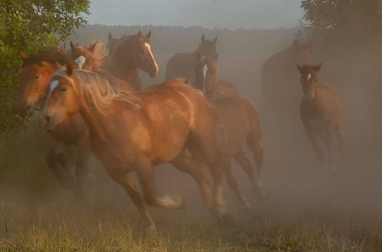 , Валерий Черняк