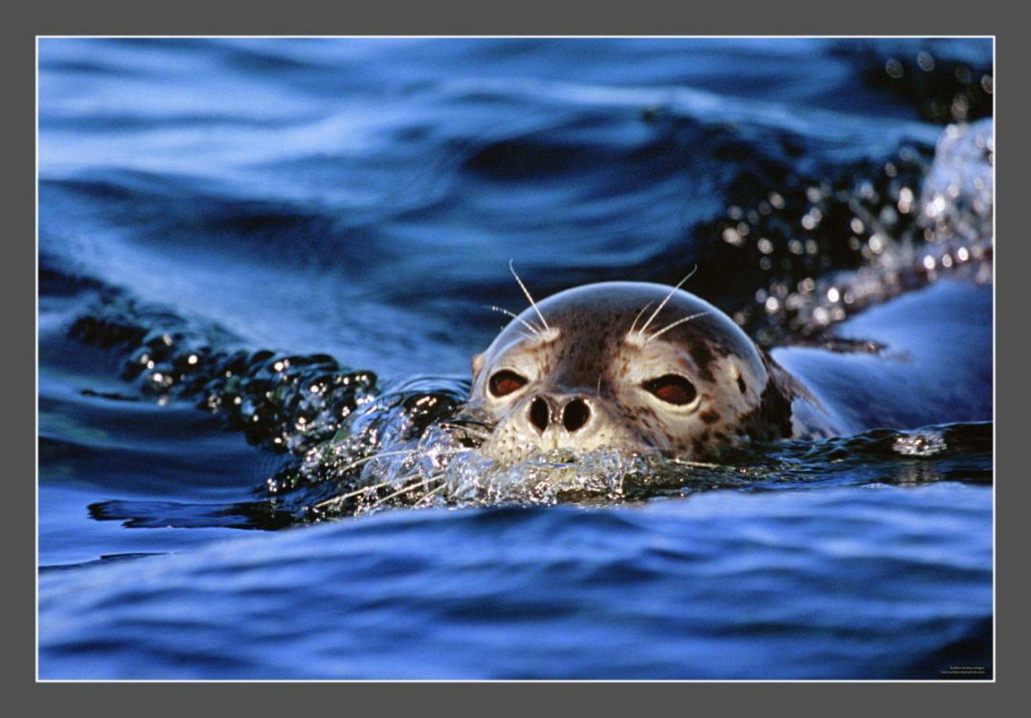 , Андрей Гудков