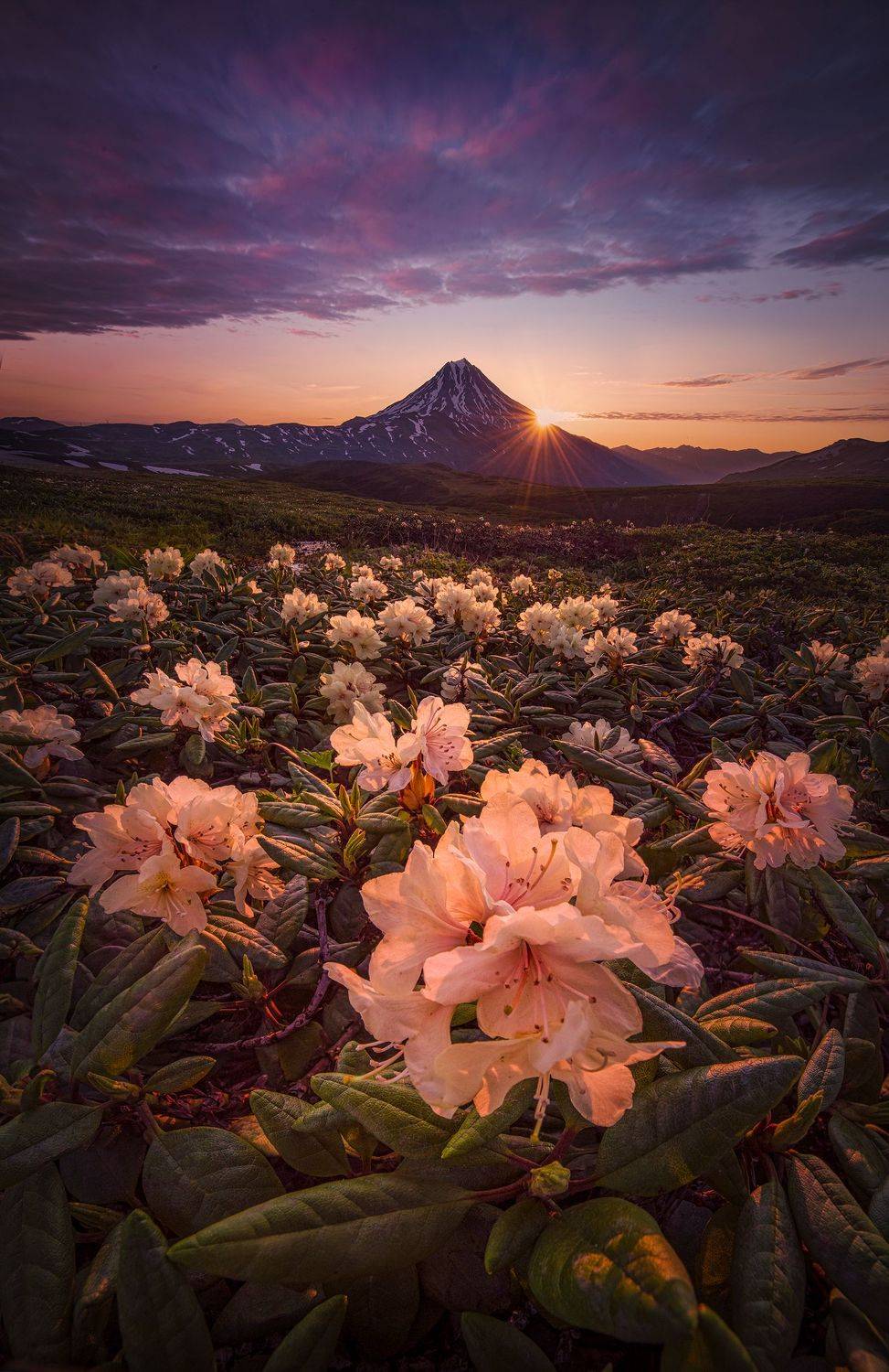 , Елена Ермолина