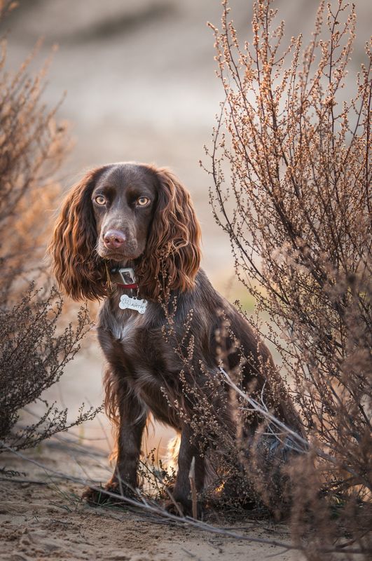 Айти фото превью