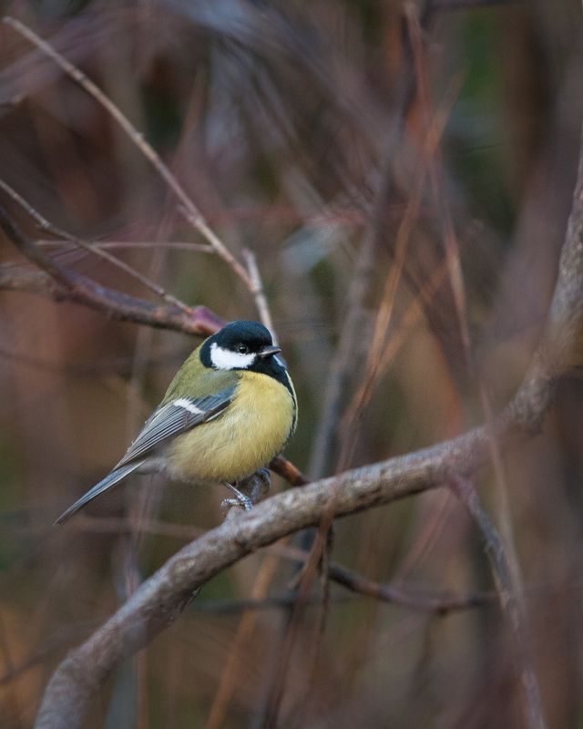 большая синица фото превью