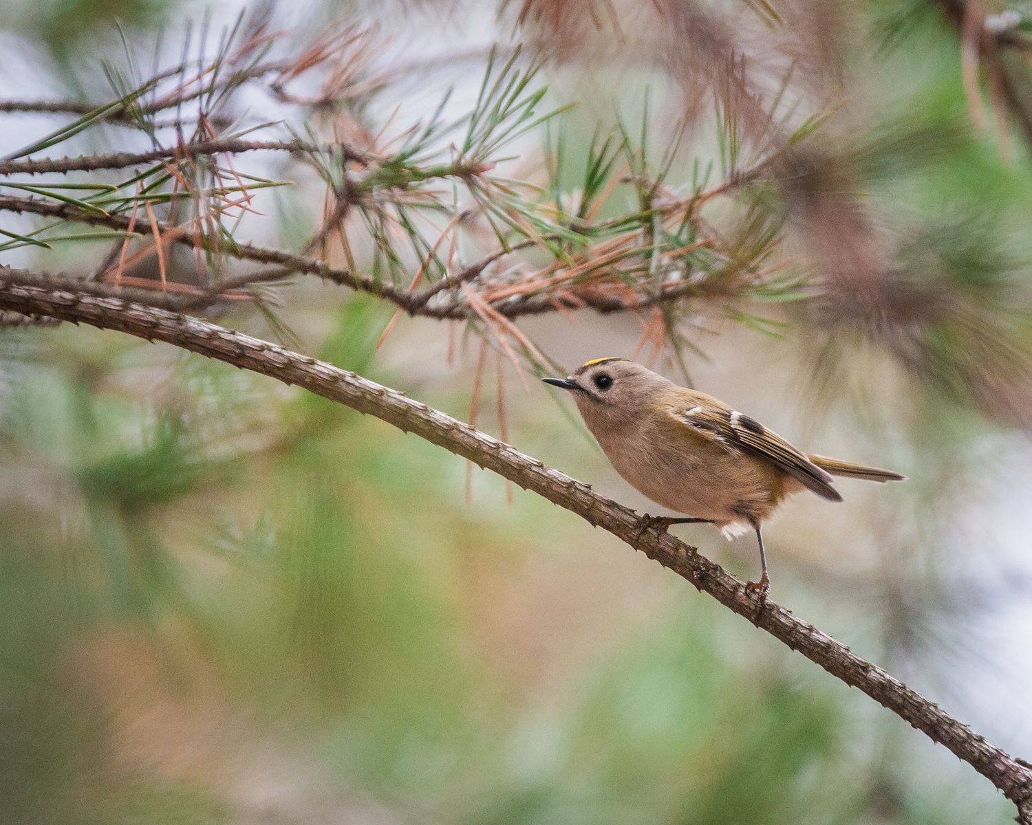 , Зуйкова Динара