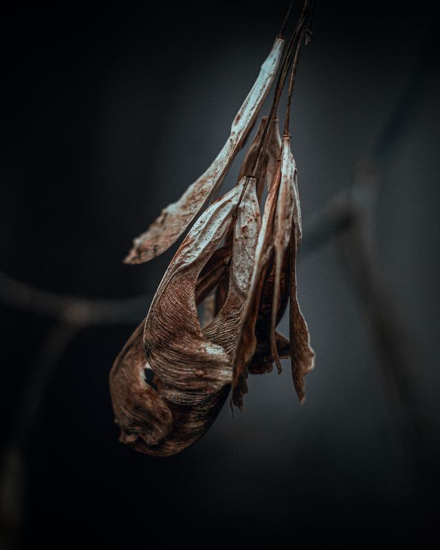 осень фото превью