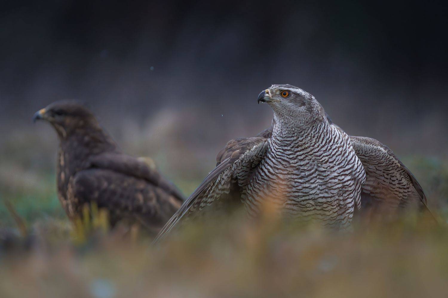 bird, birds, birdsofpray, raptors, hawk, buzzard, forest, dusk, action, nature, wildlife, animals, Wojciech Sobiesiak