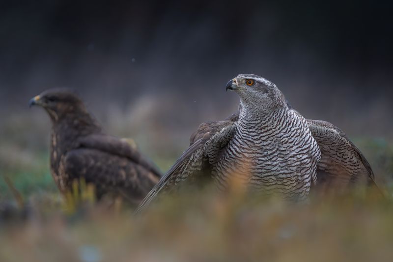 bird, birds, birdsofpray, raptors, hawk, buzzard, forest, dusk, action, nature, wildlife, animals At the dusk фото превью