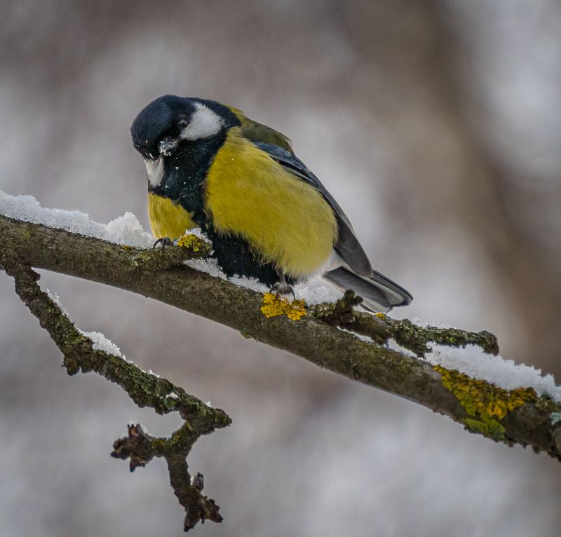 Этюды с синичкой фото превью