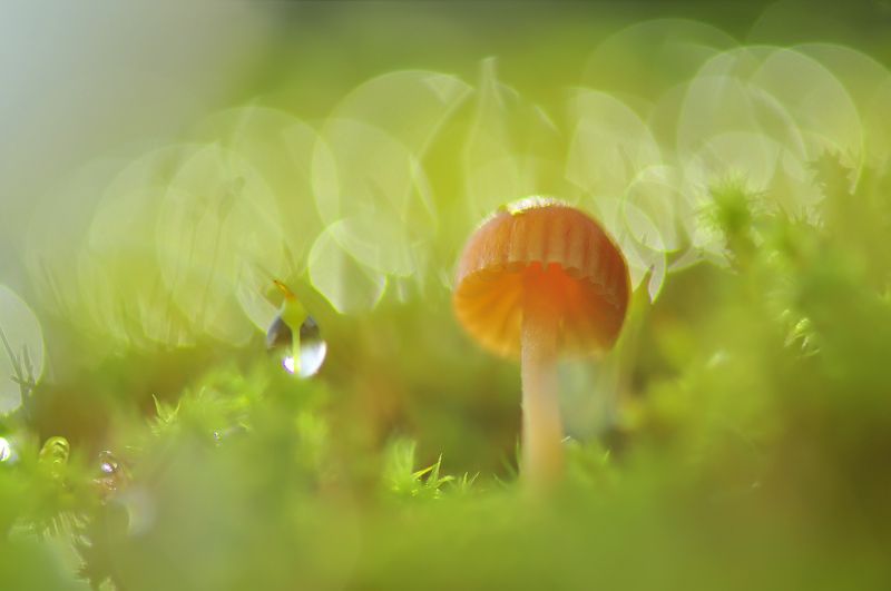 Пузырьковое настроение :) фото превью