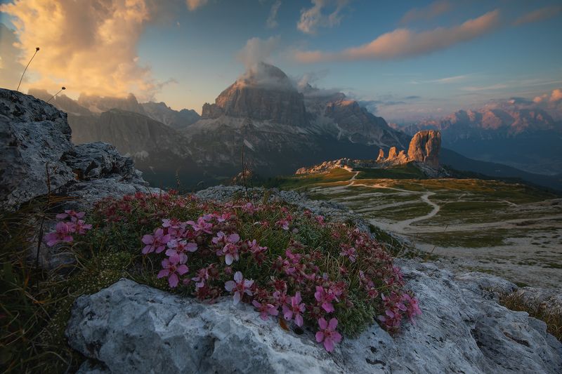 #mountains #dolomites #flowers #peaks #italy #clouds #sunset #light #misty High Paradise фото превью