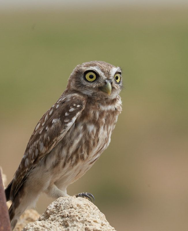 Сычик домовый (Калмыкия, август 2021) фото превью