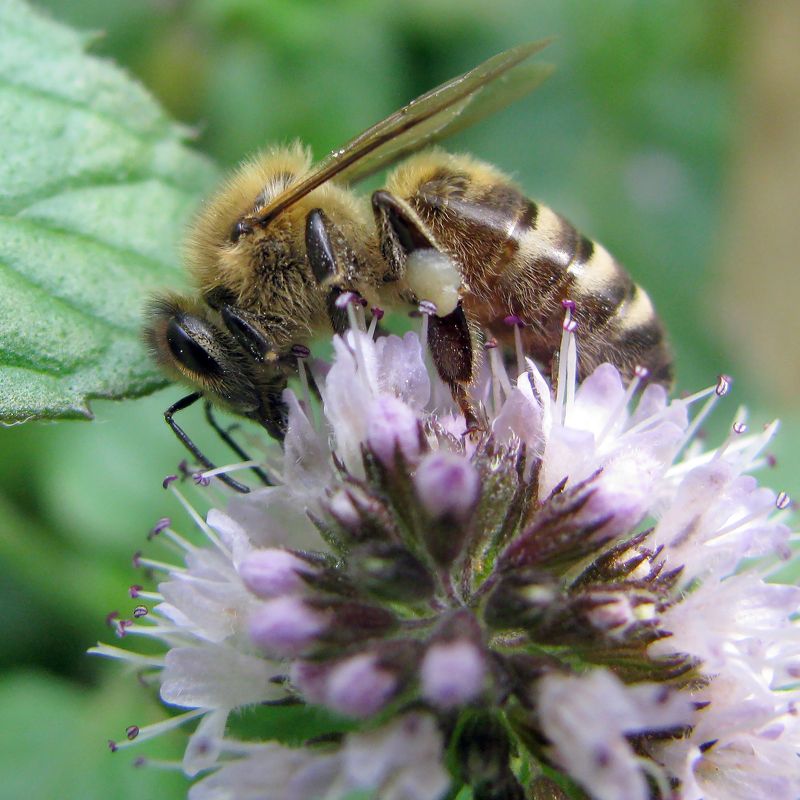 И мята сойдет на мед фото превью
