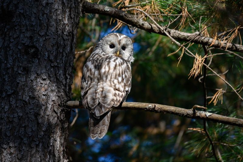 Животный мир Хабаровского края фото превью