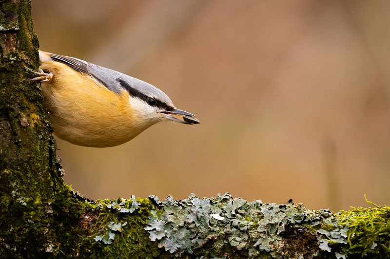Nuthatch фото превью
