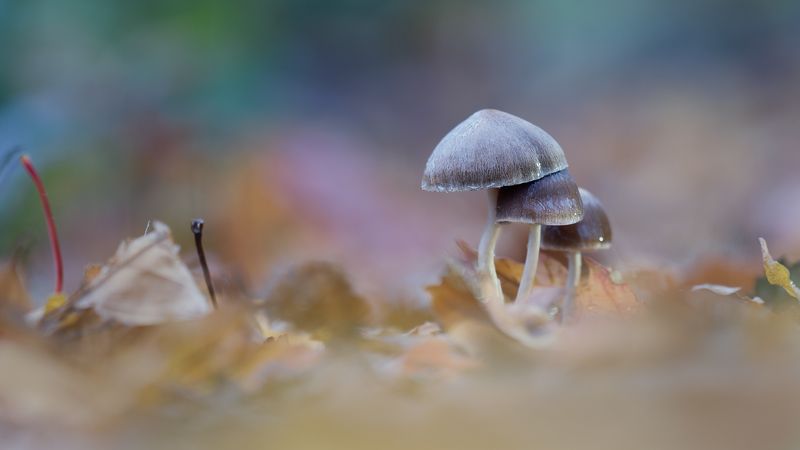 Матрёшка фото превью