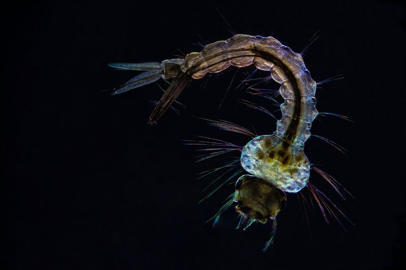 Mosquito larvae фото превью