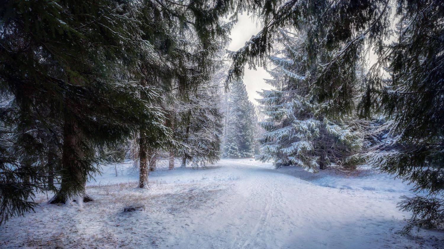 павловск зима мороз снег ели дымка, Скороходов Константин