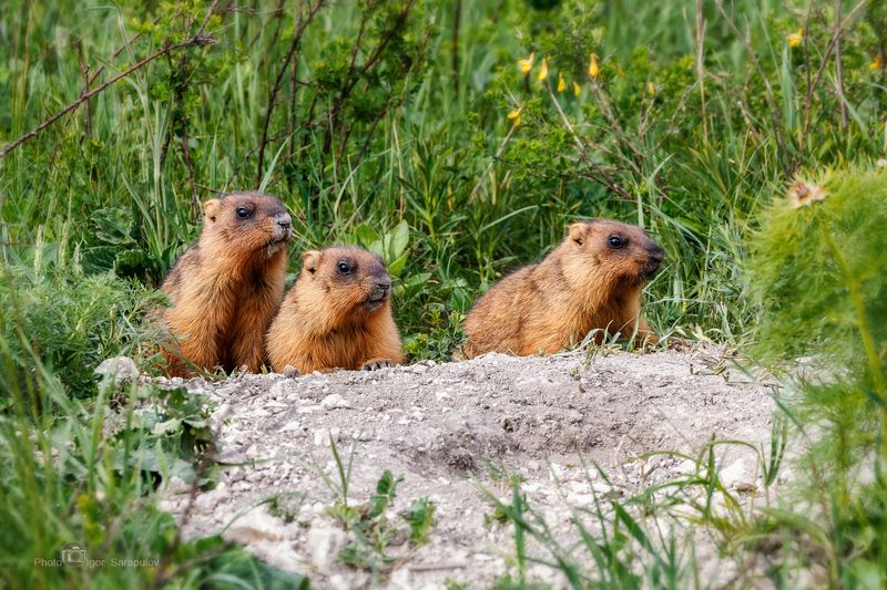 байбаки, степной сурок, marmota bobak, сурки, фауна, фотоохота, сурки, природа, малыши, животные, грызуны, беличьи , заказник, урочище гнилое, меловые сопки, нора, белгородчина, белгородская область Сурчата фото превью