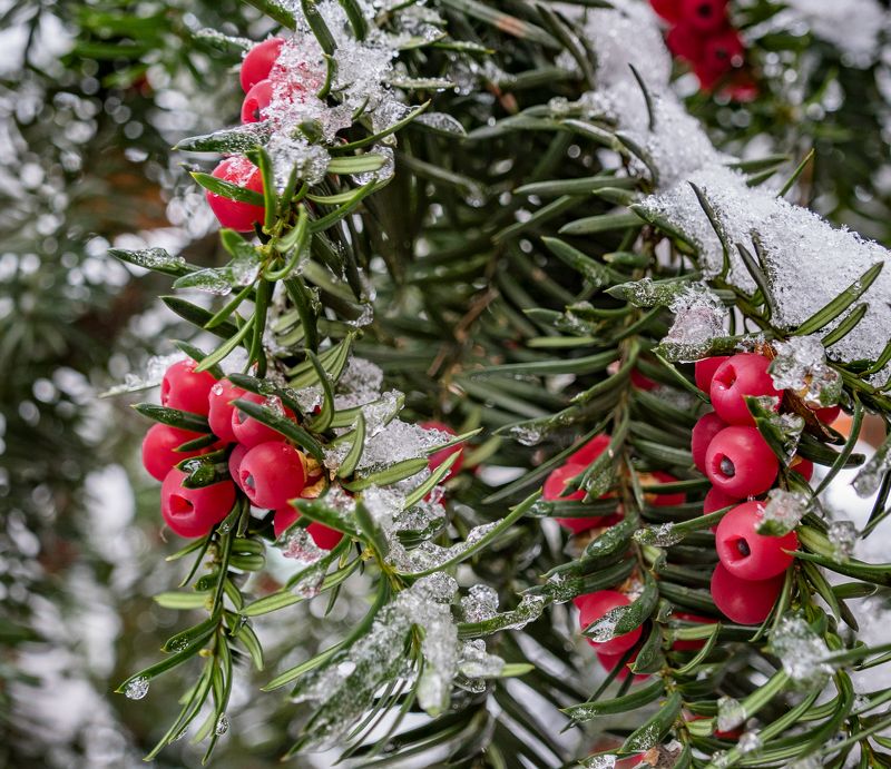 Этюд с тисом фото превью
