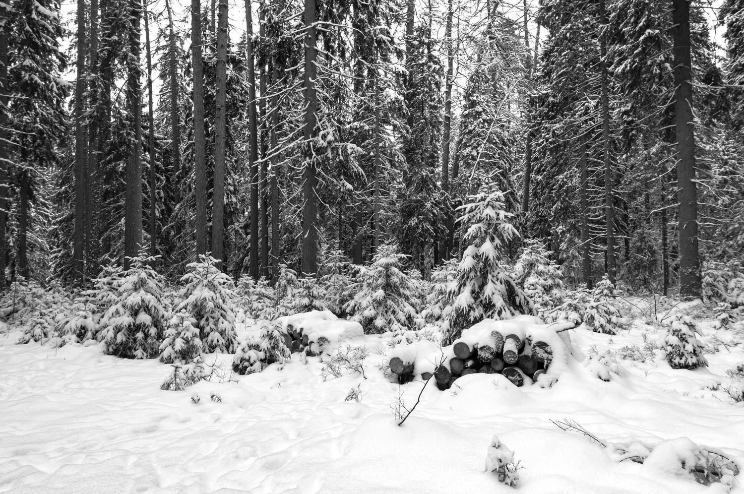 , Алексей Герасимов