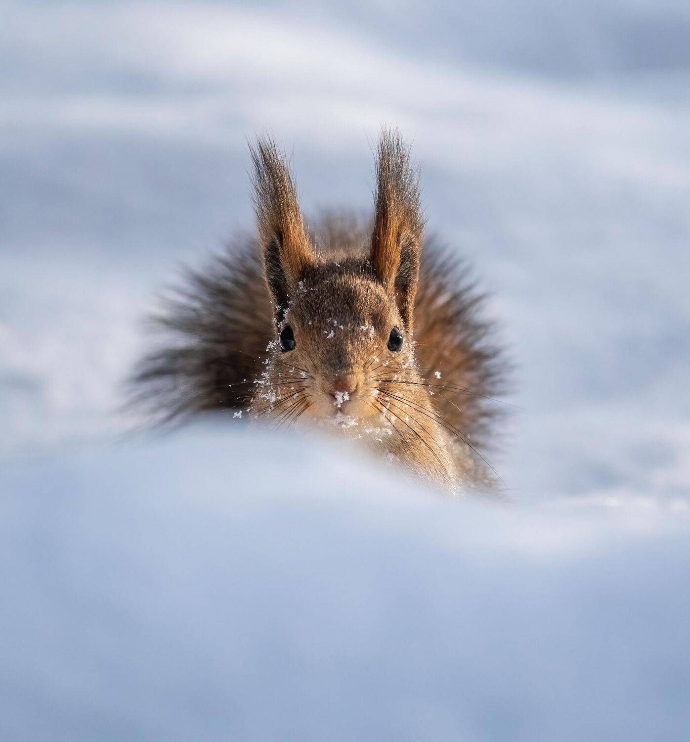 , Константин Дэм