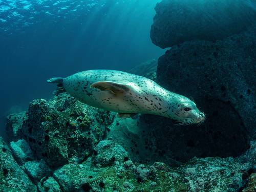 Полет нерпы