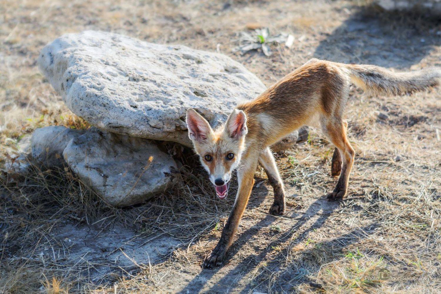жалкий вид, лис, поджарый, худой,  голодный, уши, утро, степь,  природа, полуостров тарханкут, лис, крым, животное, бухта карамыш,  fox, тарханкутские степи, тарханкут, Игорь Сарапулов