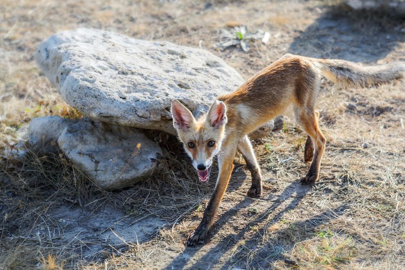 жалкий вид, лис, поджарый, худой,  голодный, уши, утро, степь,  природа, полуостров тарханкут, лис, крым, животное, бухта карамыш,  fox, тарханкутские степи, тарханкут Лис Тарханкутских степей фото превью