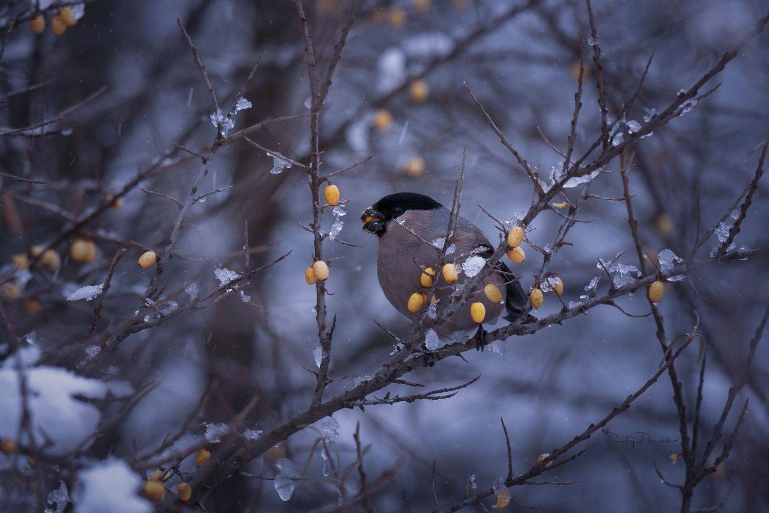 природа, лес, поля, огороды, животные, птицы, макро, Посевич Дмитрий